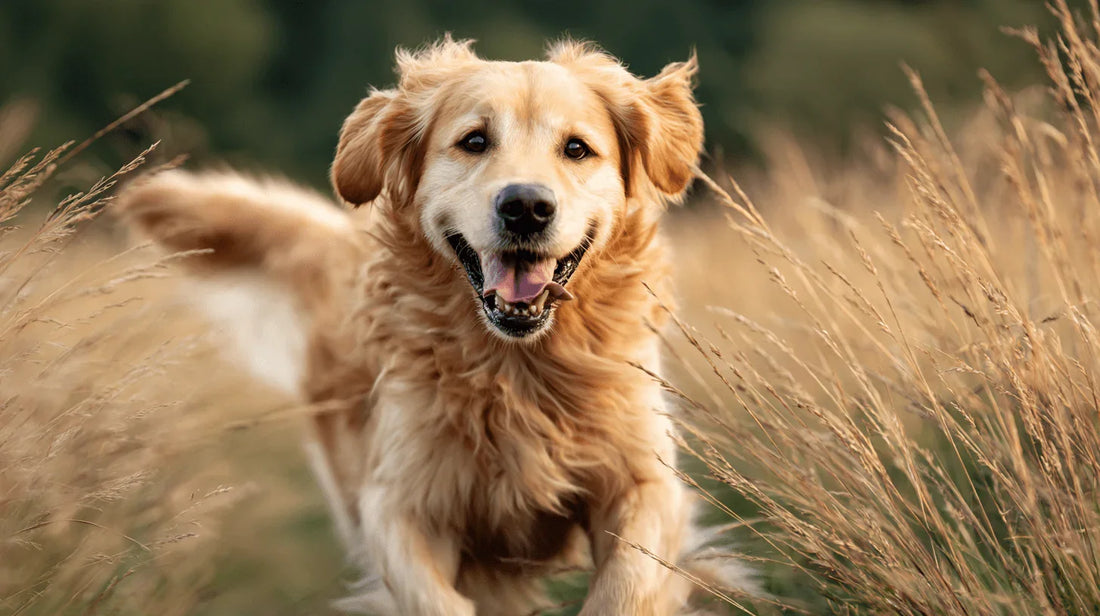 How I Stopped Guessing My Dog’s Diet — And Finally Found a Routine That Actually Worked - PawMarked
