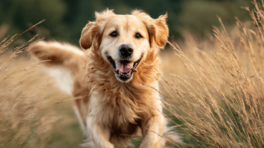 How I Stopped Guessing My Dog’s Diet — And Finally Found a Routine That Actually Worked - PawMarked